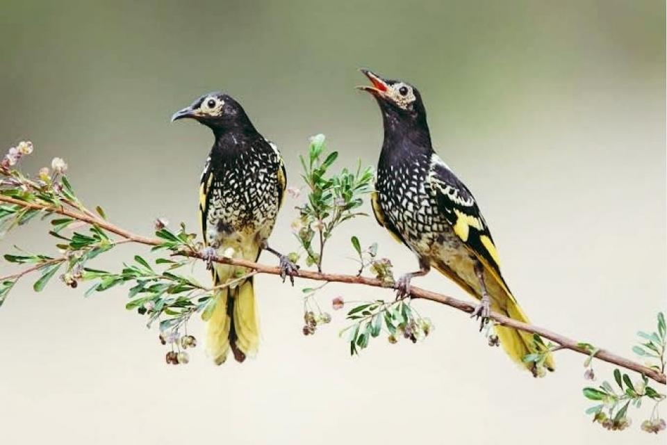 Critically endangered regent honeyeaters released as fight to save species continues.