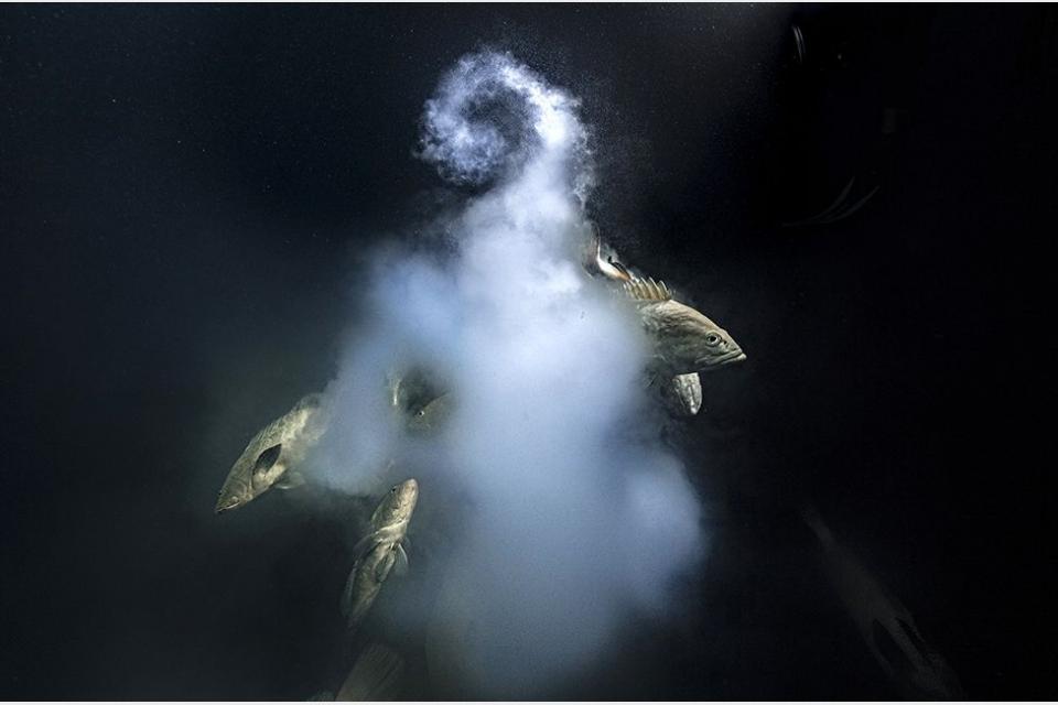 Wildlife Photographer of the Year: 'Explosive sex' wins top prize