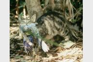 Together, rodents and cats wiped out 92 species of birds, says study