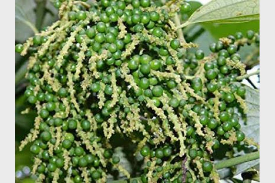 Farmer Successfully Grows Unique Kerala Pepper Variety in Goa