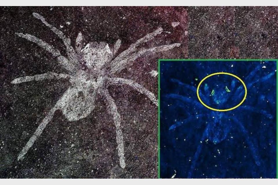 Glowing spider fossils may exist thanks to tiny algae’s goo 