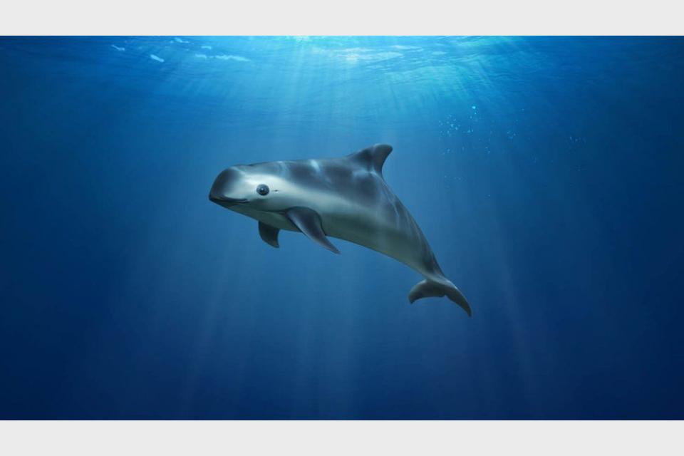 Meet The Stunning Vaquita – The Rarest Animal In The World With Only 10 In Existence