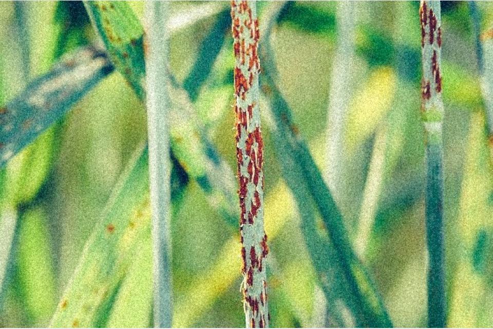 How Plants Act Fast To Fight Off Infections – New Discovery Could Improve Crop Yields and Combat Global Hunger