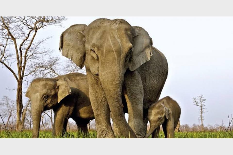 Intense poaching leads to variation of tuskless elephants: Study